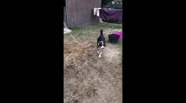 Dog stole my horse