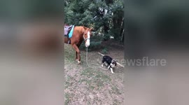 Family puppy takes horse for walkies