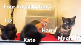 Four royal kittens abandoned in a box