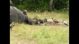 Vultures feeding on Elephant carcass