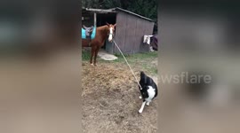 Newsflare Edit - Family puppy takes horse for walkies