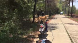 Dog riding pillion while standing on motorbike seat