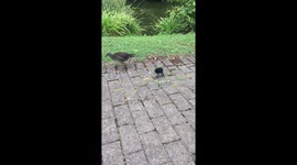 Cute chick coots