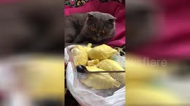 Cat faints after smelling durian fruit