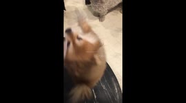Foxy dance