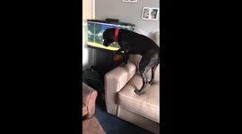 Dog discovers fish