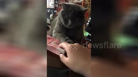 Miser cat won't let owner near money