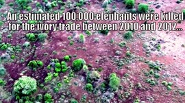 Wild Elephants Encounters Drone