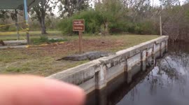 Wild Alligator - Florida Everglades $5000 Fine or Die