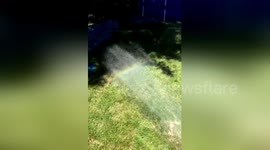 Dog chases 'rainbow' but ends up very wet