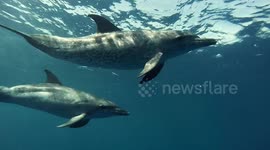 Free diver captures ‘beautiful encounter’ with playful dolphins