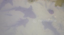 Sharks - Key West, FL