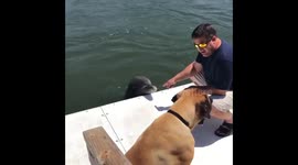 Dolphin jumps up on to dock to greet rescue dog