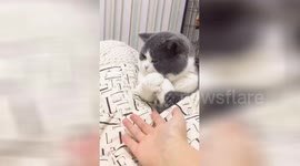 Cat refuses to shake hands with owner