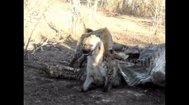 Hyena escapes certain death from rival clan by hiding inside dead elephant