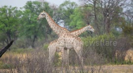 Tourists witness giraffes fighting in epic battle