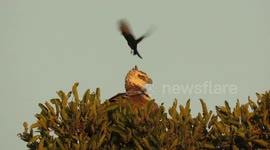 Watch a fearless small bird attempt to land on an eagle's head
