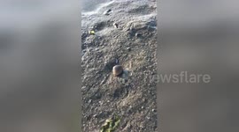 This is how a clam walks along the beach