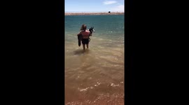 Dog getting carried out into the water to swim