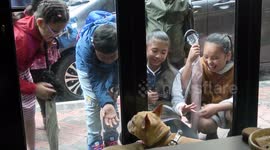 French bulldogs having fun
