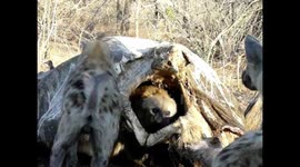 Clever hyena escapes attack from rival clan by hiding inside elephant carcass