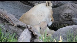 Masai Mara lion cubs - close up
