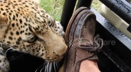 Safari goer films incredible close encounter with curious leopard that sniffs their shoes