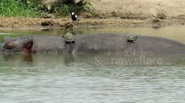 Sleepy hippo lets terrapins sunbathe on his back