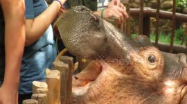 Young male hippo joins tourists for his daily healthy snack