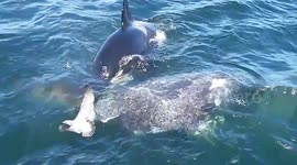 Whale watchers film orcas feasting on grey whale