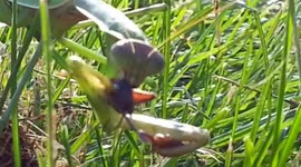 A closup of Praying Mantis In The Wild Eating Cricket