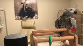 Talking parrot gets Alexa to play rock music