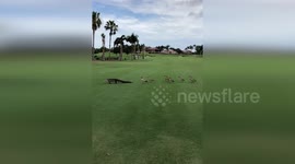 Family of ducks chase alligator off Florida golf course