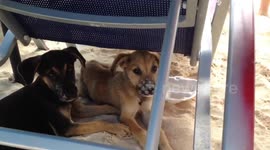 Puppies Found on Grand Turks and Caicos Island