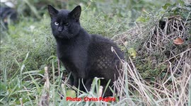 Ferals don't cry