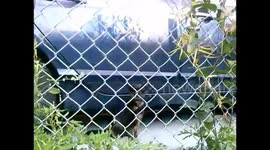 Colony of starving stray cats and kittens. nr.1