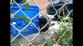 Colony of starving stray cats and kittens, nr.2