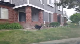 When a rabbit is faster than a hungry dog he runs for his life