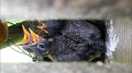 Newborn to adult in 12  days: Robins nest time-lapse