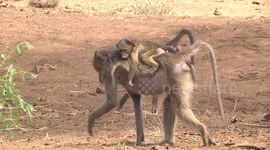 Female Chacma Baboon with her jockey baby on her back