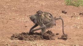 Chacma Baboon female with her baby on her back harvesting seeds from dung