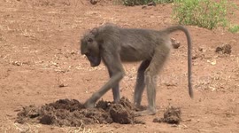 Young male Chacma Baboon feeding on seeds in Elephant dung