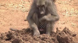Young male Chacma Baboon sitting and feeding on seeds in dung