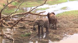 Elephant bull eating Sycamore Fig leaves in the Luvuvhu River