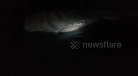 Massive 'globster' sea creature washes up on beach in Philippines