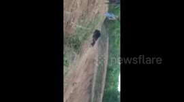 Injured bear mauls 'selfie seeker' to death