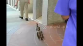 Great Portland Duck Rescue