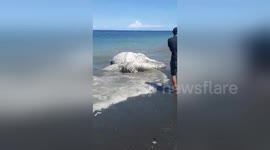 Massive 'globster' sea creature washes up on beach in Philippines