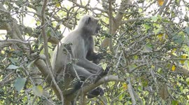 The Monkey Eating Tree Leaf And Relaxing || Real Wildlife Monkey Video Full Hd
