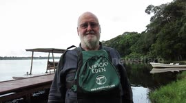 Tracking Western Lowland Gorillas in Gabon